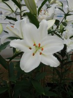 [5346 Snow Patrol 16 ST No01.JPG]